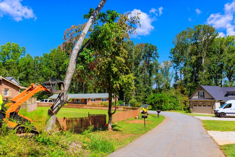 When To Get Tree Removal in Warrenton VA