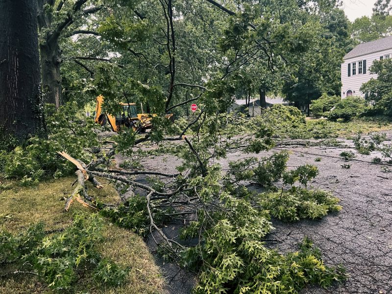 Tree Removal Services Info