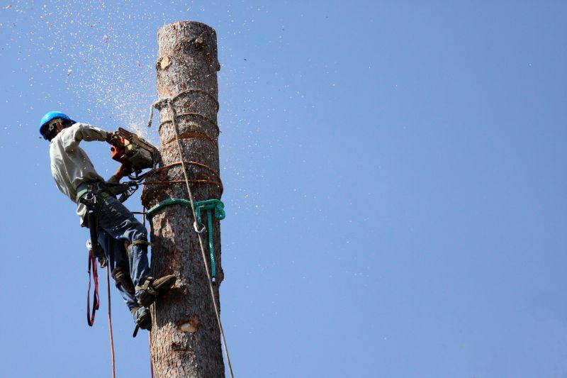 Who Provides Tree Removal Services in Warrenton VA