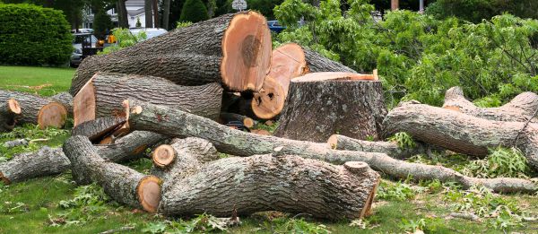 Large Tree Removal in Warrenton