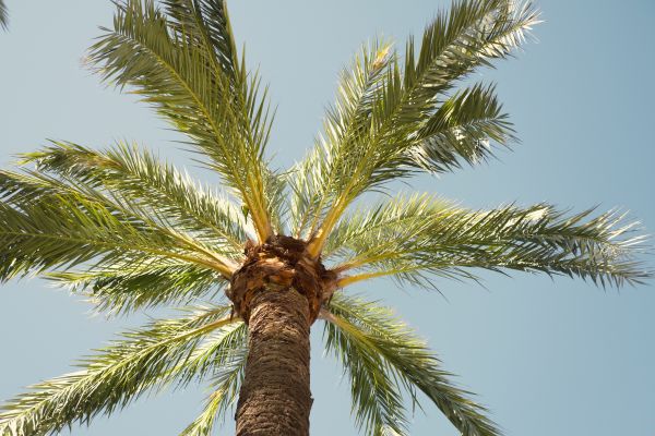 Palm Tree Removal in Warrenton