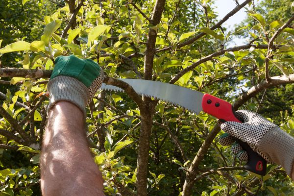 Small Tree Removal in Warrenton