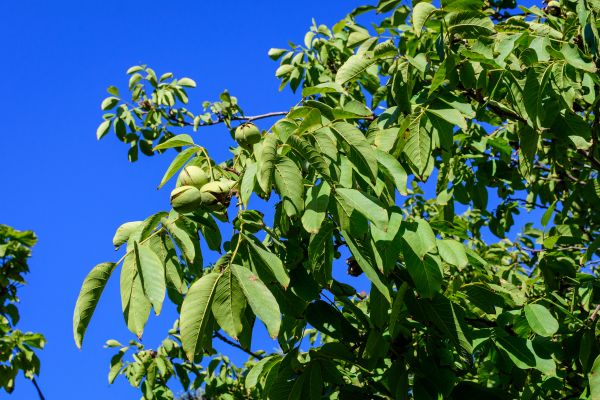 Cost of Walnut Tree Removal in Warrenton
