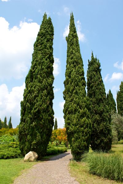 Cost of Cypress Tree Removal in Warrenton
