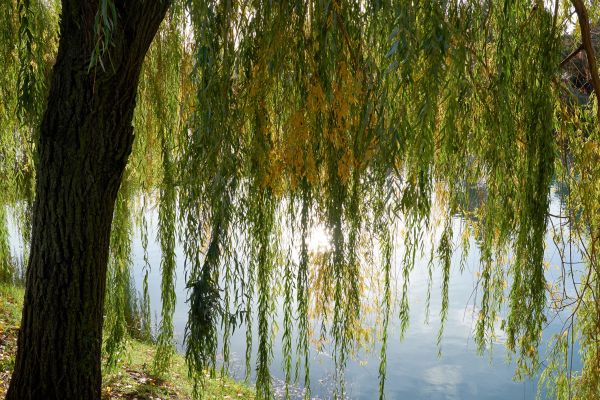 Cost of Willow Tree Removal in Warrenton