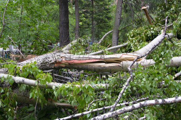 Birch Tree Removal in Warrenton