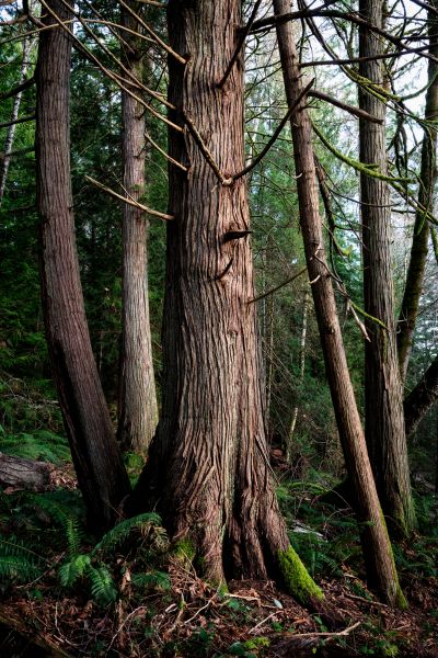 Cost of Cedar Tree Removal in Warrenton