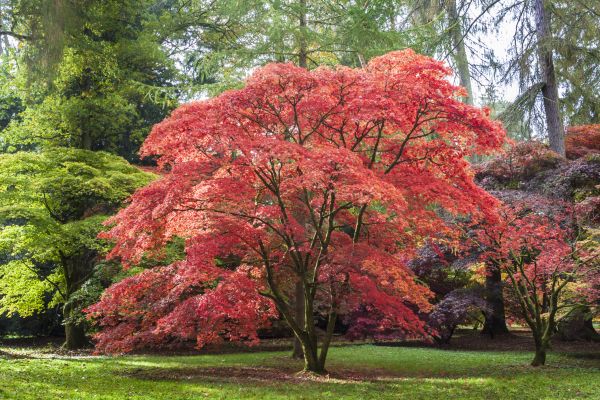 Cost of Maple Tree Removal in Warrenton