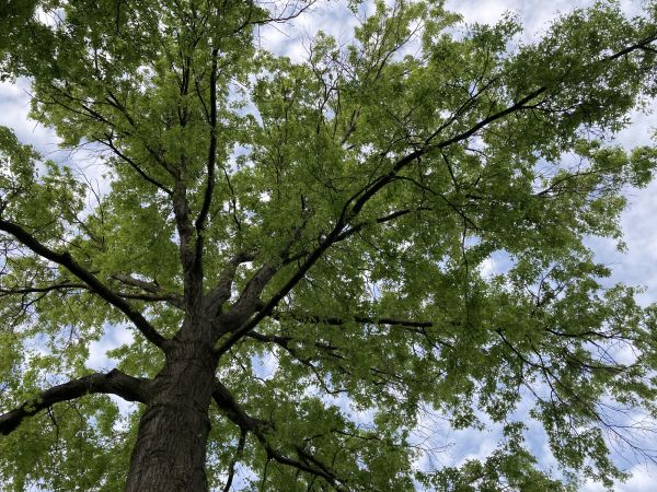 Cost of Oak Tree Removal in Warrenton