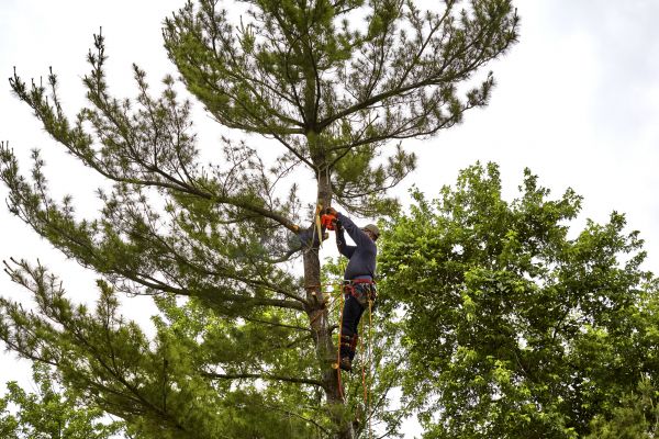 Cost of Pine Tree Removal in Warrenton