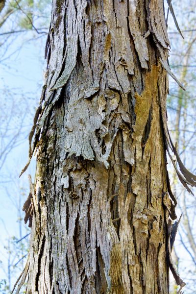 Hickory Tree Removal in Warrenton