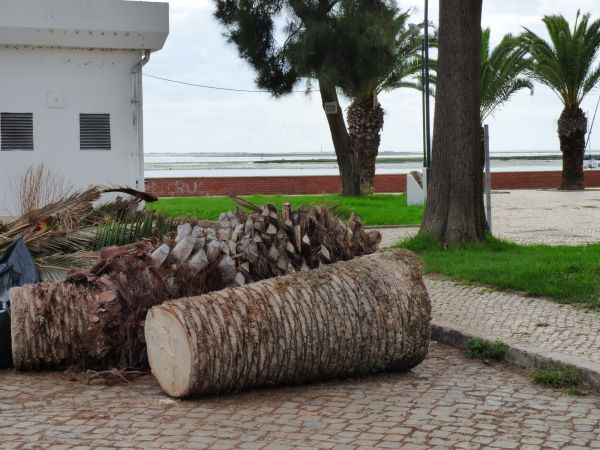 Palm Trees Removal in Warrenton