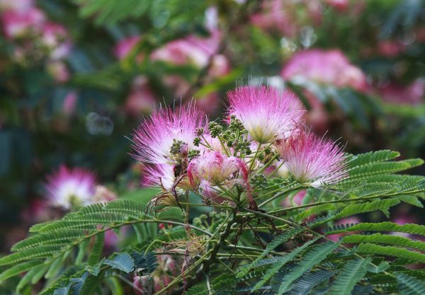 Mimosa Tree Removal in Warrenton