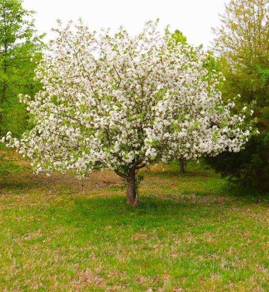 Dogwood Tree Removal in Warrenton
