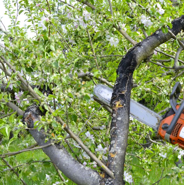 Apple Tree Removal in Warrenton