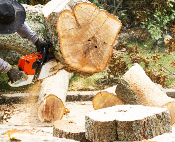 Tree Removal Service in Warrenton