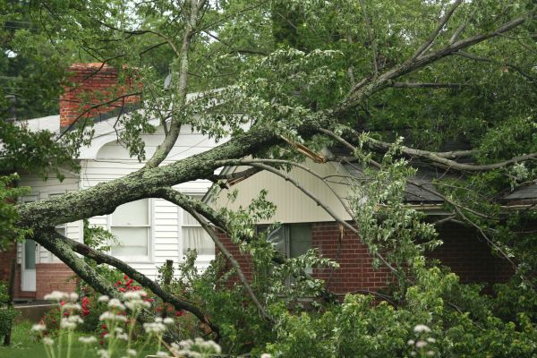 Emergency Tree Removal in Warrenton