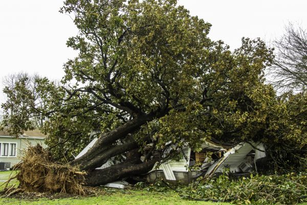 Fallen Tree Removal in Warrenton