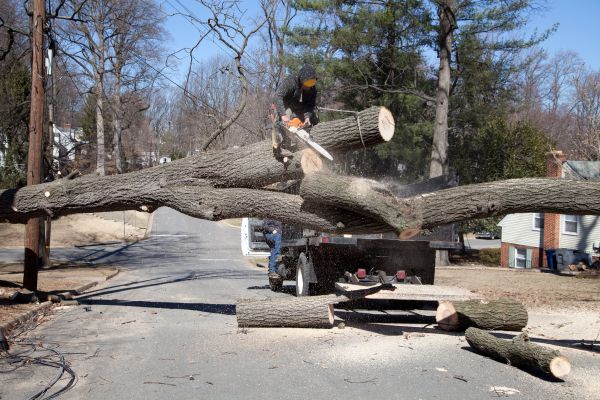 Cost of Residential Tree Removal in Warrenton