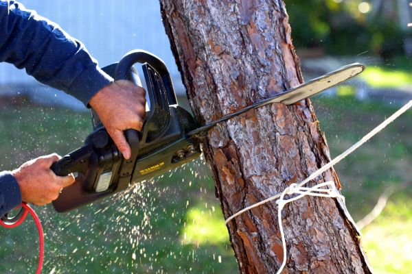 Dead Tree Removal in Warrenton