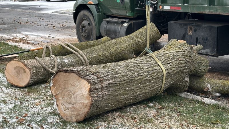 Summer Tree Removals