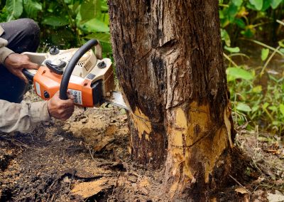 Tree Removal Planning